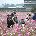 2024嘉義花海生活節登場 今明兩天日夜皆有驚喜