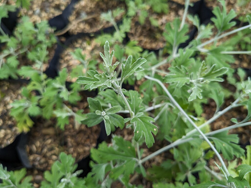 受脅植物蓬萊油菊復育成為教材 白冷國小校園盛開成亮點