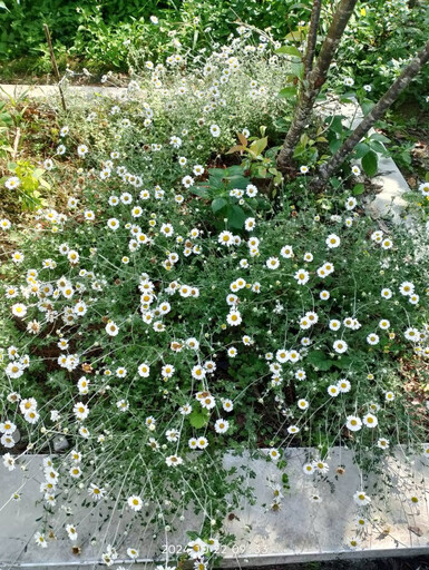 受脅植物蓬萊油菊復育成為教材 白冷國小校園盛開成亮點