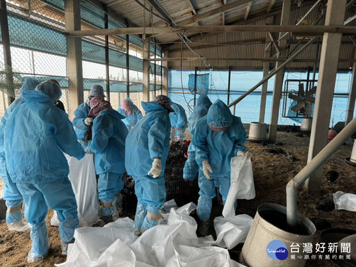 雲林東勢鄉土雞場確診禽流感 撲殺逾5千隻黑羽土雞