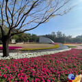 迎接金蛇年 南瀛綠都心、永康公園妝點花藝邀走春