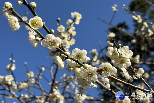 角板山行館園區梅花盛開 桃府觀旅局籲把握機會觀賞