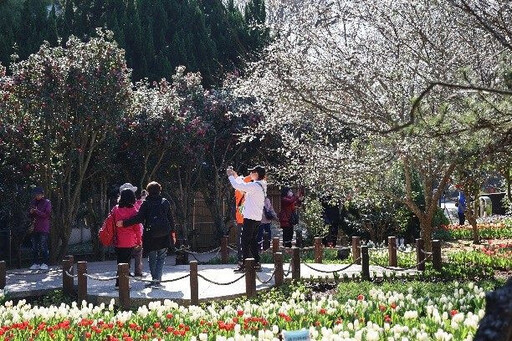 茶花展將謝幕 花卉中心滿園花朵不缺席