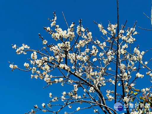 信義鄉梅花進入盛開期帶動賞梅國旅人潮 梅子夢工廠推出梅餐料理吸引老饕味蕾