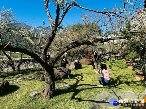 信義鄉梅花進入盛開期帶動賞梅國旅人潮 梅子夢工廠推出梅餐料理吸引老饕味蕾