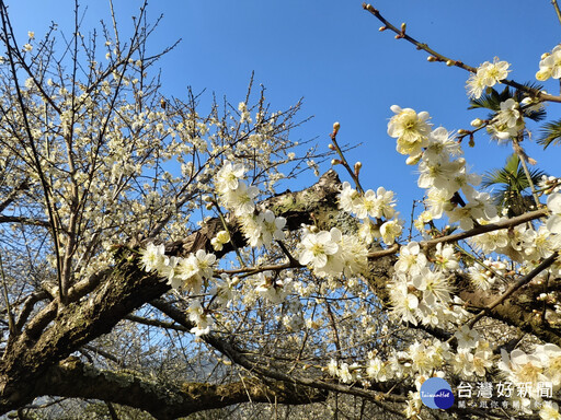 新社福興里梅花爆開7成 花期持續到農曆年