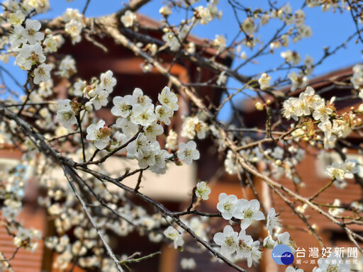 新社福興里梅花爆開7成 花期持續到農曆年