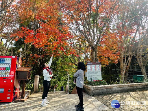 秋冬季節限定景致 東勢林場楓紅季節點綴山林紅黃交錯鮮豔色彩