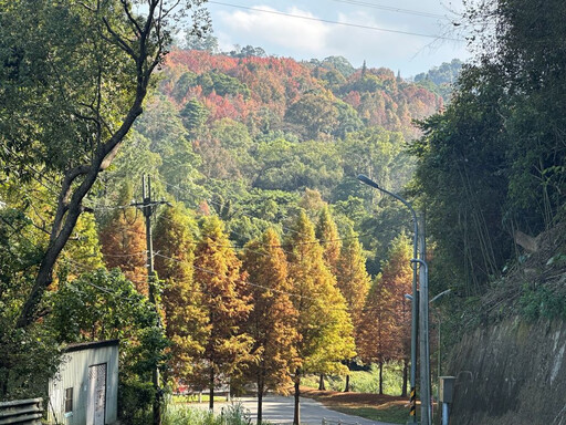 秋冬季節限定景致 東勢林場楓紅季節點綴山林紅黃交錯鮮豔色彩