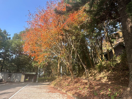 秋冬季節限定景致 東勢林場楓紅季節點綴山林紅黃交錯鮮豔色彩