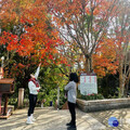 秋冬季節限定景致 東勢林場楓紅季節點綴山林紅黃交錯鮮豔色彩