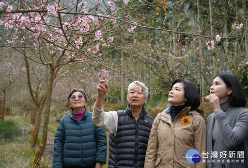 古坑草嶺石壁櫻花季年初一登場 張麗善邀民眾來雲林賞櫻