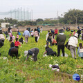 拔蘿蔔踩蘿蔔農田大冒險 南投市推食農教育親子嗨翻天