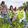 花漾Chill賞花暨稻草藝術添亮點 拔蘿蔔體驗樂無窮