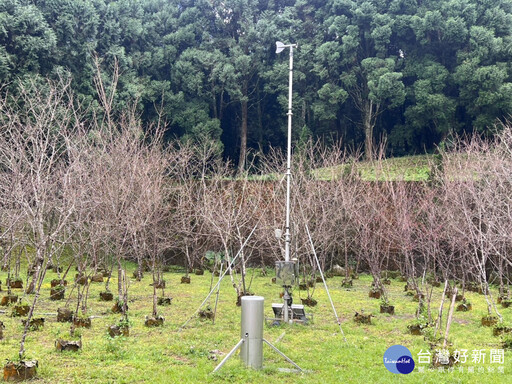 台版櫻花最前線 九族八重櫻、雪櫻情人節前搶先綻放