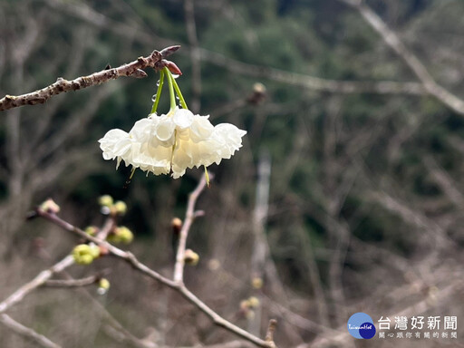 台版櫻花最前線 九族八重櫻、雪櫻情人節前搶先綻放