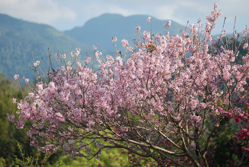 不分齡的森林遊憩 東勢林場春遊賞花、漫步山林＋趣味活動