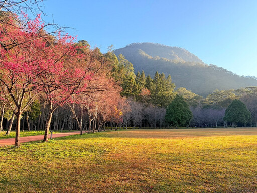 奧萬大除夕休園、春節連假新春賞櫻 奧萬大及合歡山松雪樓1/27、1/28暫停住宿