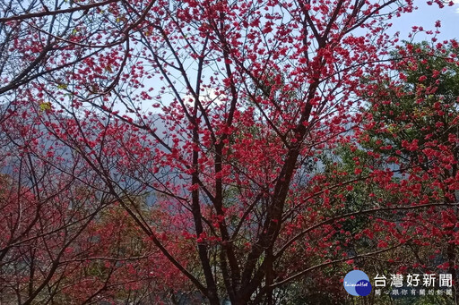 迎新春賞美景 桃市觀旅局邀大家來角板山賞花踏青