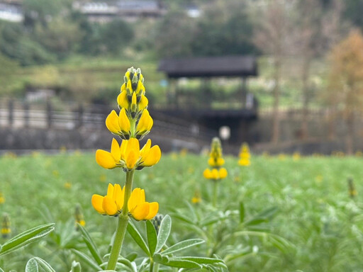 2025蛇舞春風 魯冰花海現貓空