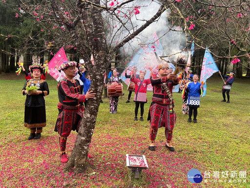 九族櫻花祭 六品種六千棵櫻花接力綻放