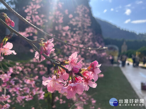 九族櫻花祭 六品種六千棵櫻花接力綻放