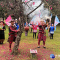 九族櫻花祭 六品種六千棵櫻花接力綻放