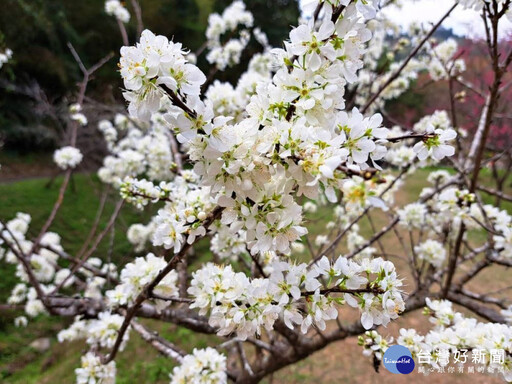 冬末春初的花約 東勢林場櫻花、李花繽紛綻放