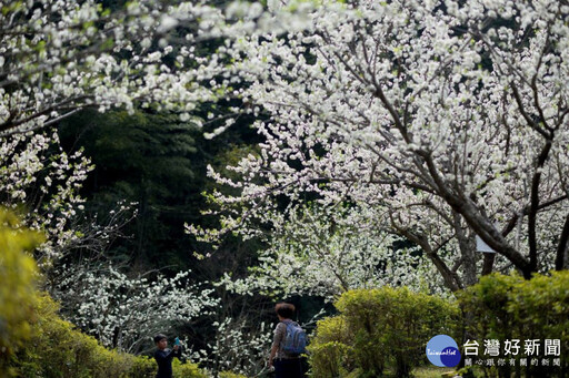 冬末春初的花約 東勢林場櫻花、李花繽紛綻放