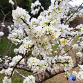 冬末春初的花約 東勢林場櫻花、李花繽紛綻放