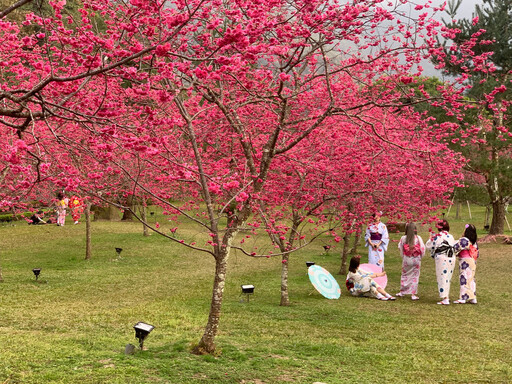 日月潭櫻花季登場 邀民眾一起來感受粉紅花海浪漫