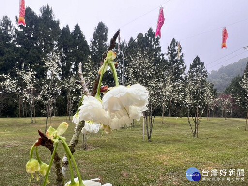 九族櫻花祭25週年紀念盛典開幕！ 台日歌姬聯手震撼登場