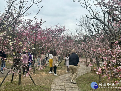 泰安櫻花季2/22開跑 櫻花迫不及待綻放吸引遊客觀賞