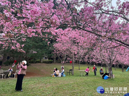 「白色戀人」櫻花茶會，就在雪櫻成林的櫻花樹下舉行 邀您來參與