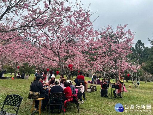 「白色戀人」櫻花茶會，就在雪櫻成林的櫻花樹下舉行 邀您來參與