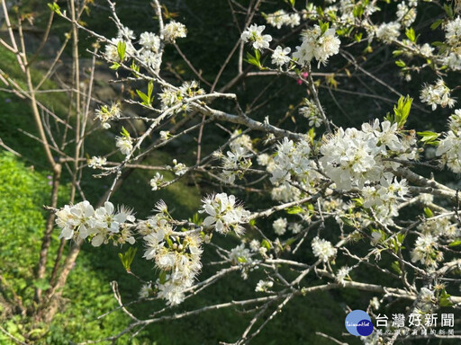 東勢林場櫻花季到2月底 李花雪白中帶出新綠形成早春景致