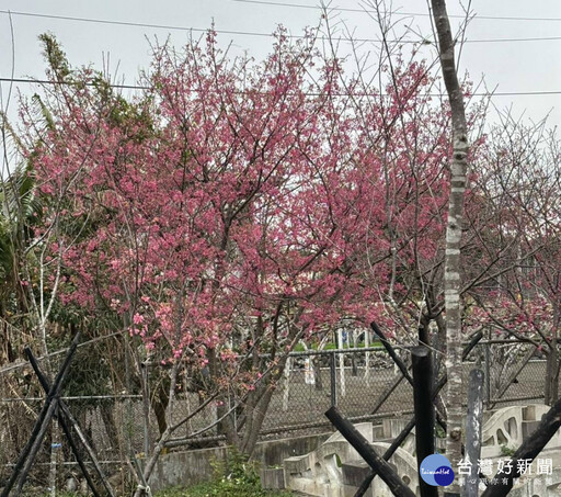 泰安櫻花季2/22登場 后里觀光景點等您來遊玩