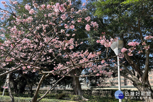 桃園空品淨化區 環保局推薦賞櫻踏青好去處