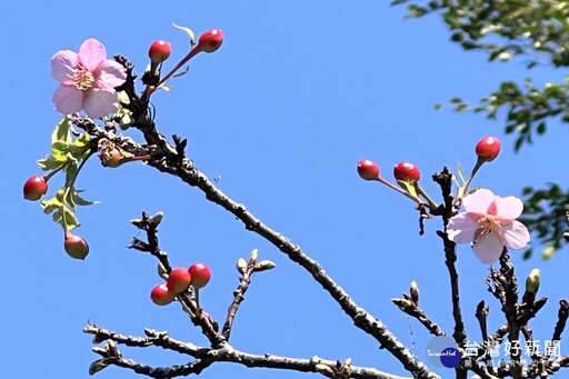 桃園空品淨化區 環保局推薦賞櫻踏青好去處