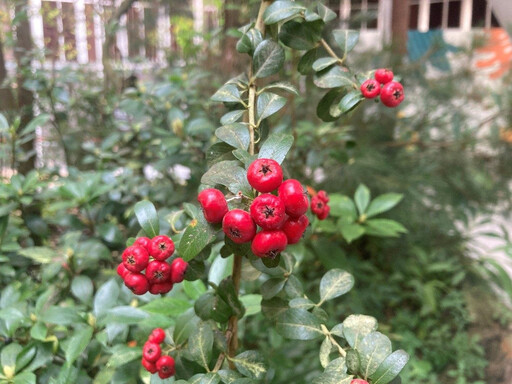 462種植物共「玫」好 典藏植物園3月喜迎賓