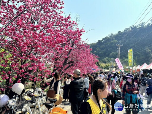 踏青賞花好去處 后里泰安櫻花季今登場