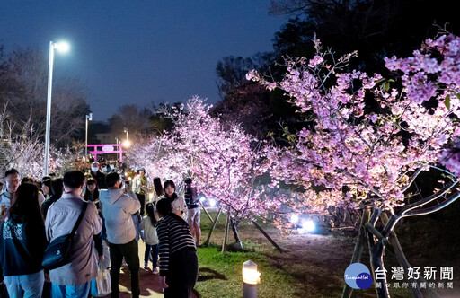 粉色花海與夜間燈光輝映 竹市夜櫻點亮新竹公園