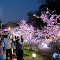 粉色花海與夜間燈光輝映 竹市夜櫻點亮新竹公園