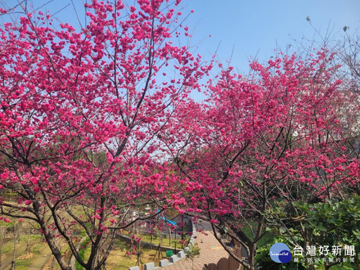 永吉公園炮仗花綻放 鶯歌春日限定美景登場