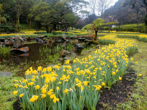 陽明山3月賞花！ 櫻花、水仙正盛開