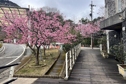 桃園北橫櫻花季登場 桃府觀旅局更新「2025櫻花漫步地圖」