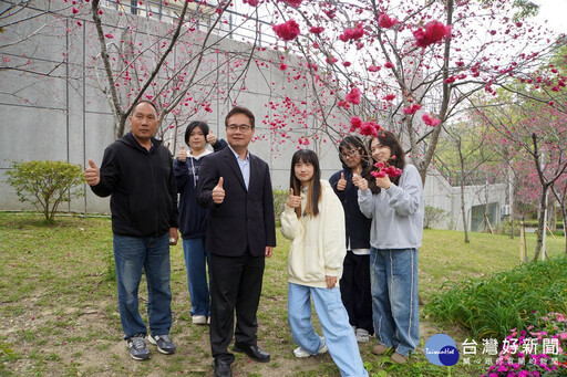 大葉校園千棵櫻花盛開 228連假體驗綠色校園的大自然美景