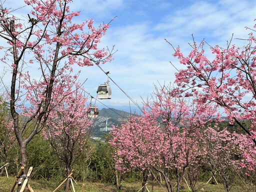 連假賞櫻趣 指南風景區櫻花滿開