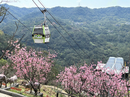 連假賞櫻趣 指南風景區櫻花滿開