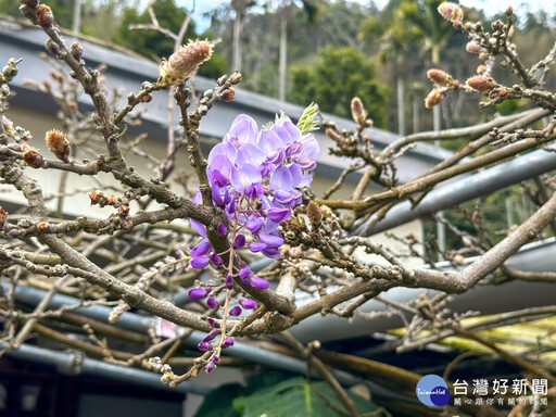 嘉義梅山「阿喜紫藤」花苞初現 紫藤花季即將登場